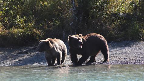 kenai river alaska fishing|Bear Viewing & Fly.